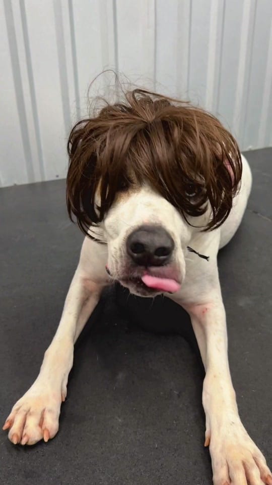 Post 10 by Mirror Image K9 on TikTok (video)