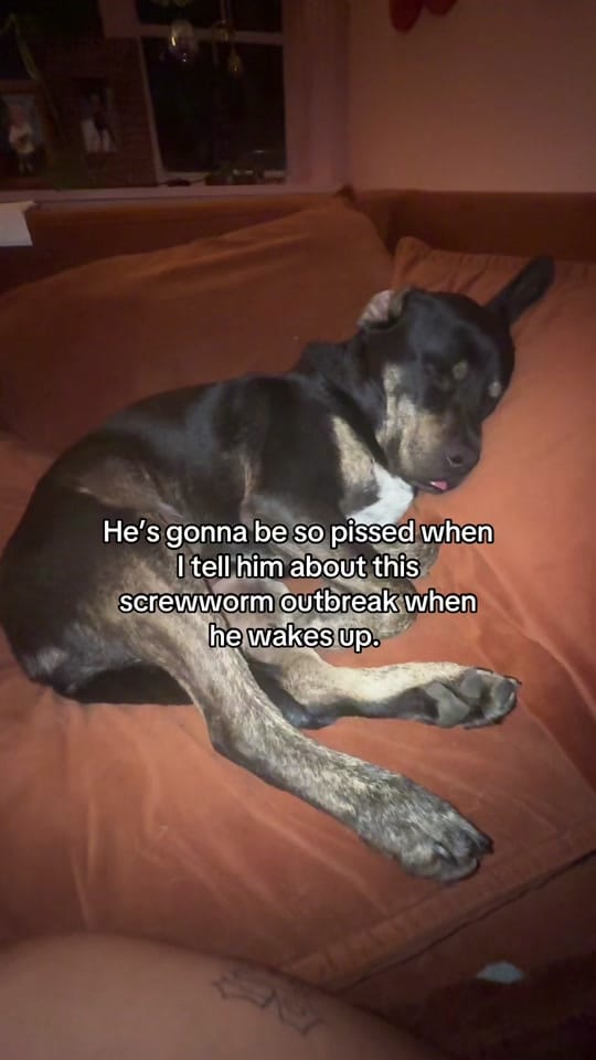 Post 7 by Babyspinach on TikTok (video)