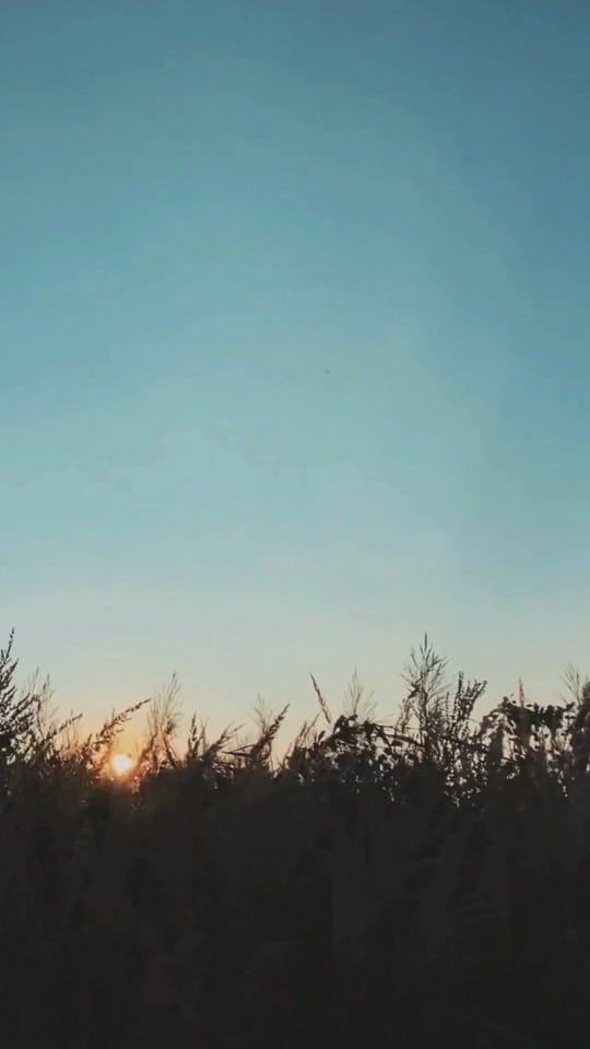 Post 4 by oak_tonic on TikTok (video)