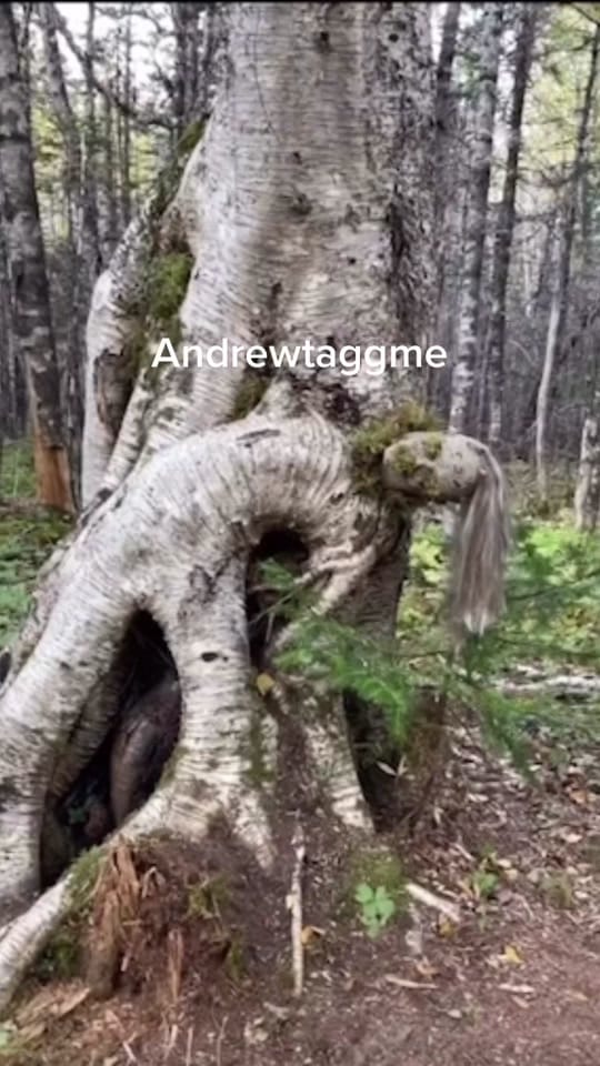 Post 8 by Andrewtaggme(ATM) on TikTok (video)