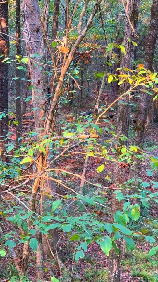 Post 8 by 🦃 Lynchburg Outdoors 🦌 on TikTok (video)