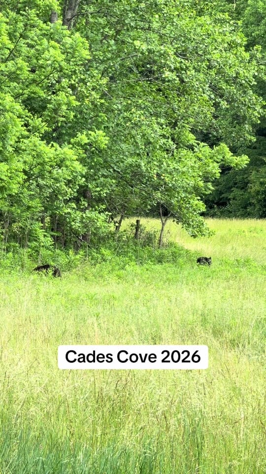 Post 7 by 🦃 Lynchburg Outdoors 🦌 on TikTok (video)