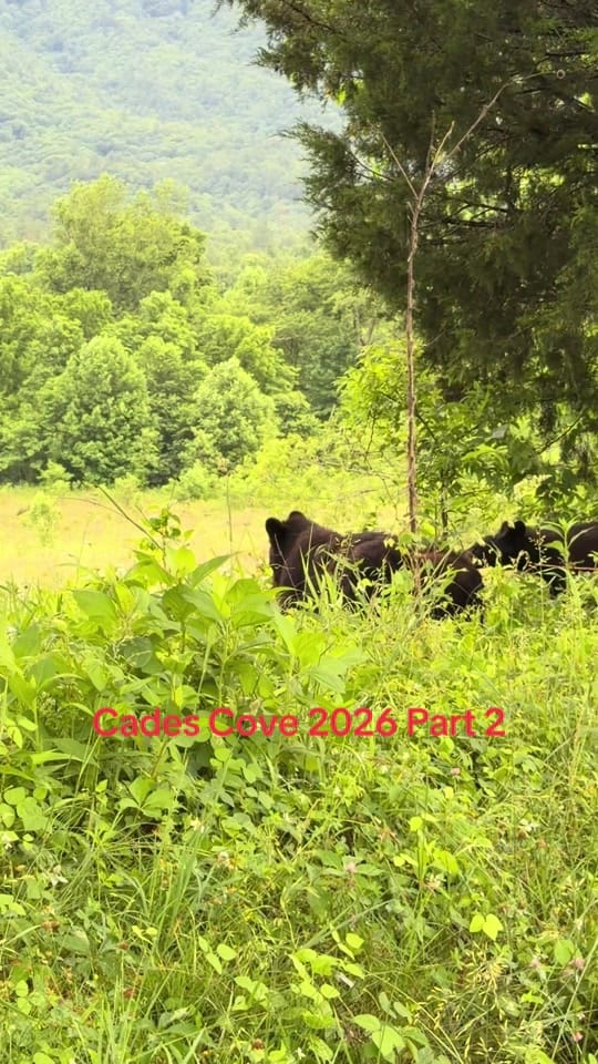 Post 6 by 🦃 Lynchburg Outdoors 🦌 on TikTok (video)