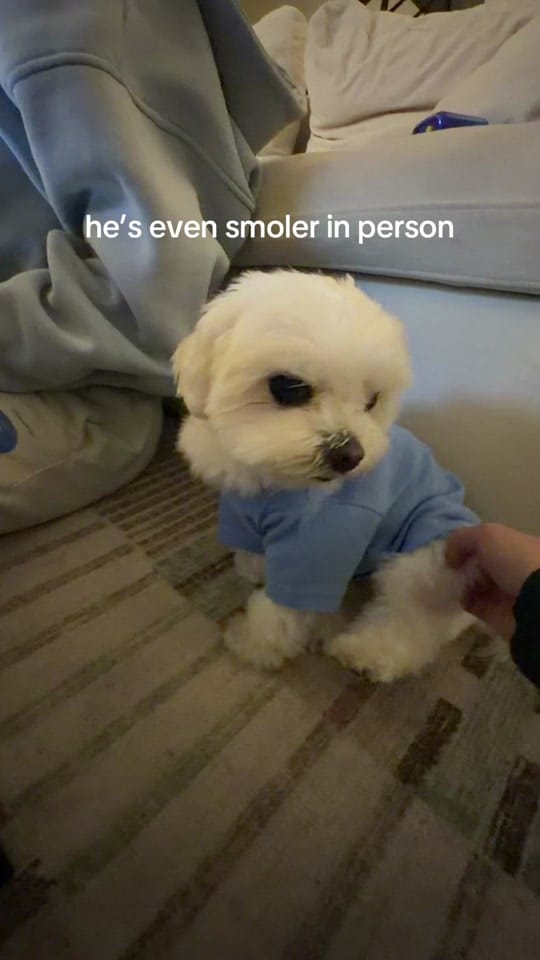 Post 10 by ⊹˚. Klo ♡.𖥔 ݁ ˖ on TikTok (video)