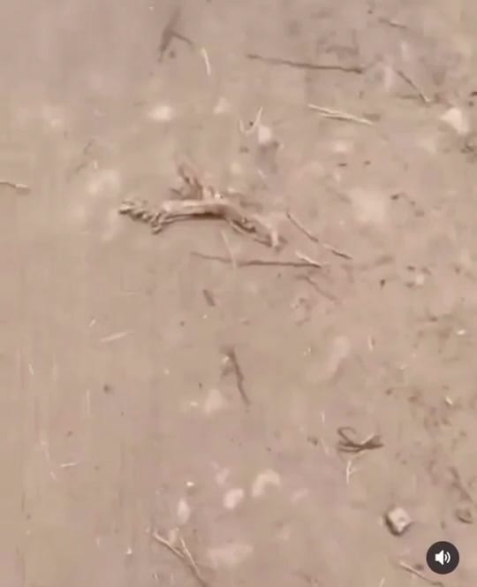 Post 10 by Ben Nabi 🦉 on TikTok (video)