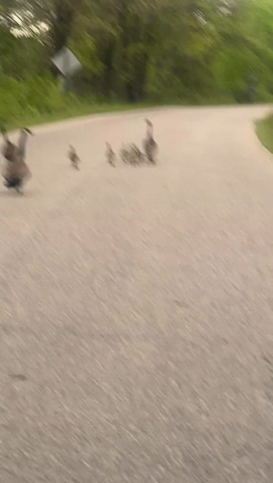 Post 2 by 💎Sky_ThePuppy💎 on TikTok (video)