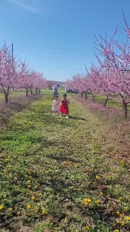 Post 8 by Như Uyên ở Tô Thành 🇨🇦🍁 on TikTok (video)