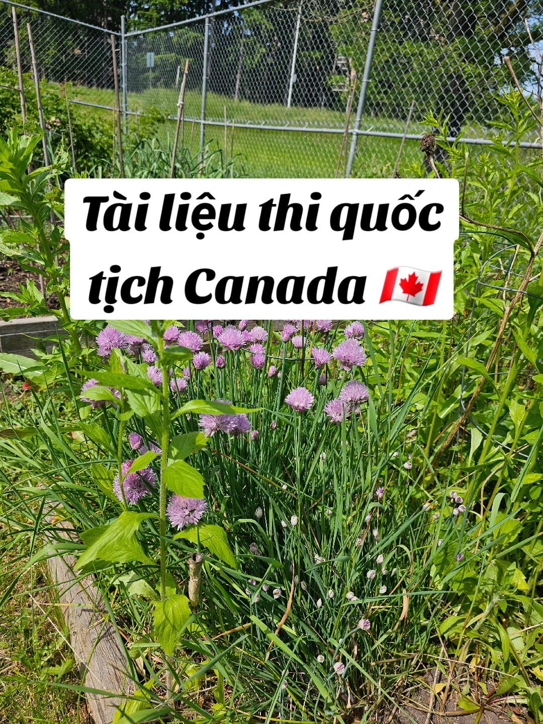 Post 9 by Như Uyên ở Tô Thành 🇨🇦🍁 on TikTok (video)