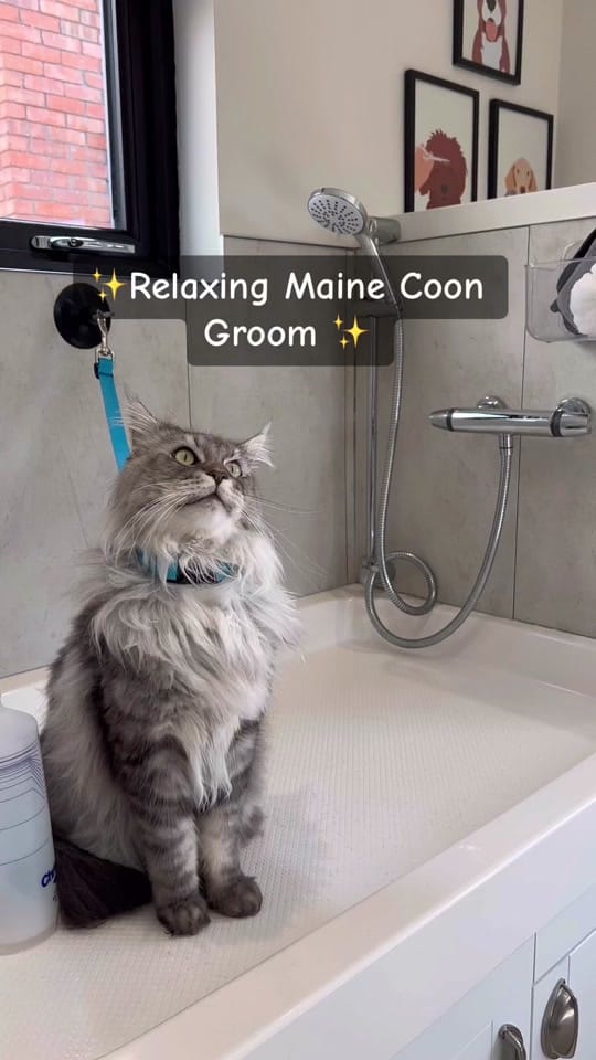 Post 9 by Chelsea Noble | Pet Stylist on TikTok (video)