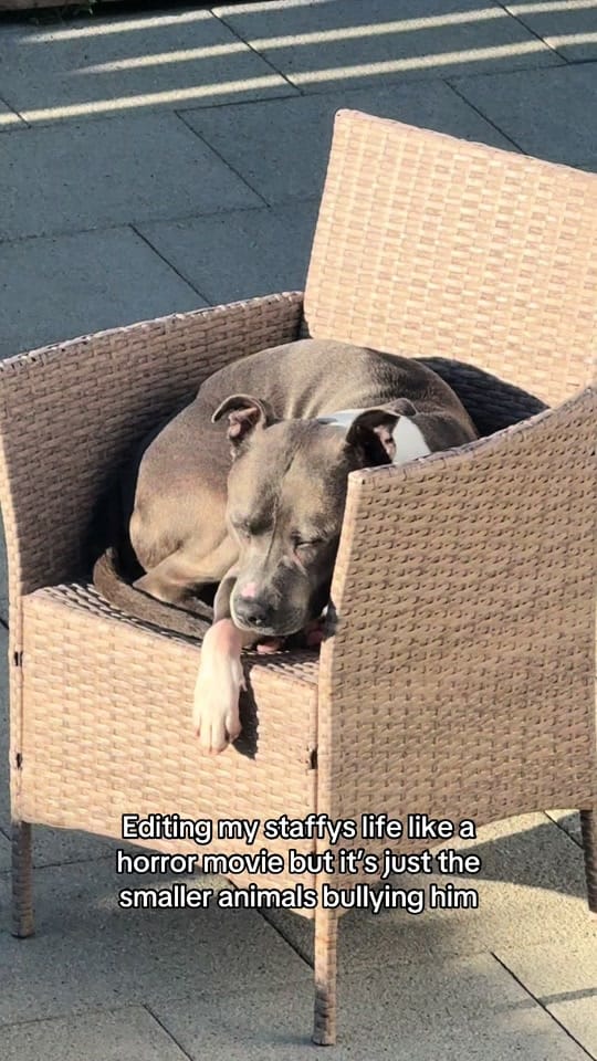 Post 4 by Chelsea Noble | Pet Stylist on TikTok (video)