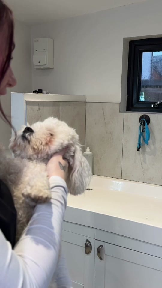 Post 5 by Chelsea Noble | Pet Stylist on TikTok (video)