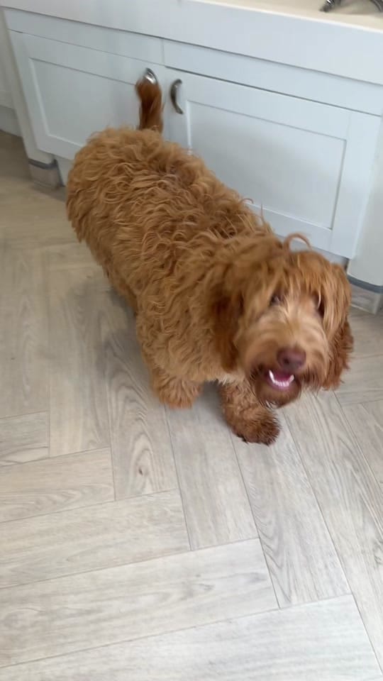 Post 6 by Chelsea Noble | Pet Stylist on TikTok (video)