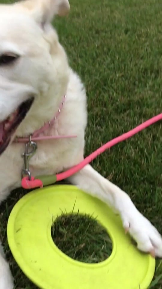 Post 5 by 🖤🐾Lil Mutt🐾🖤 on TikTok (video)