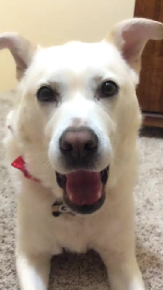 Post 6 by 🖤🐾Lil Mutt🐾🖤 on TikTok (video)