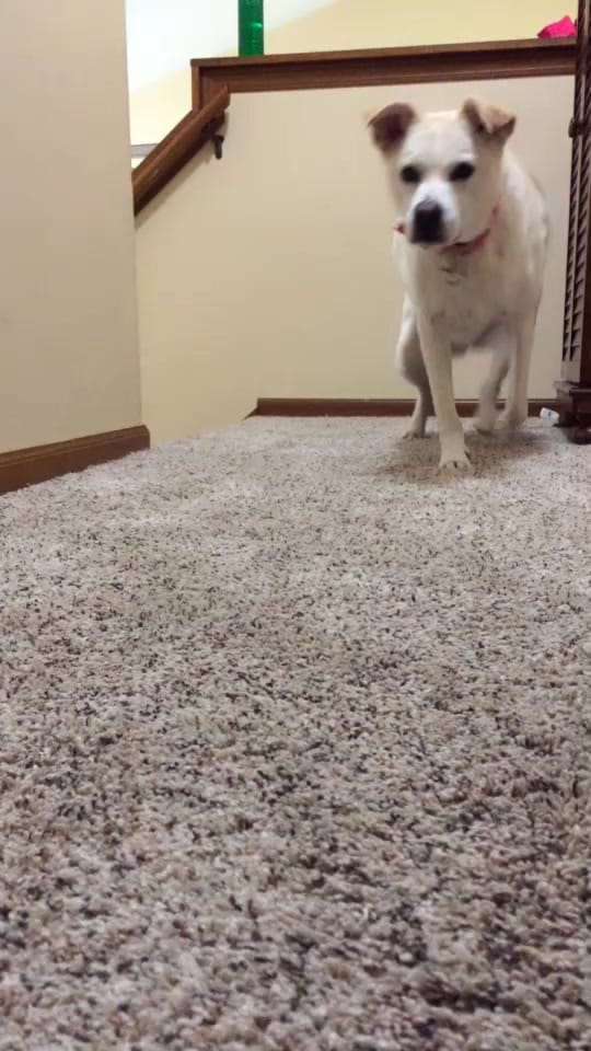 Post 7 by 🖤🐾Lil Mutt🐾🖤 on TikTok (video)