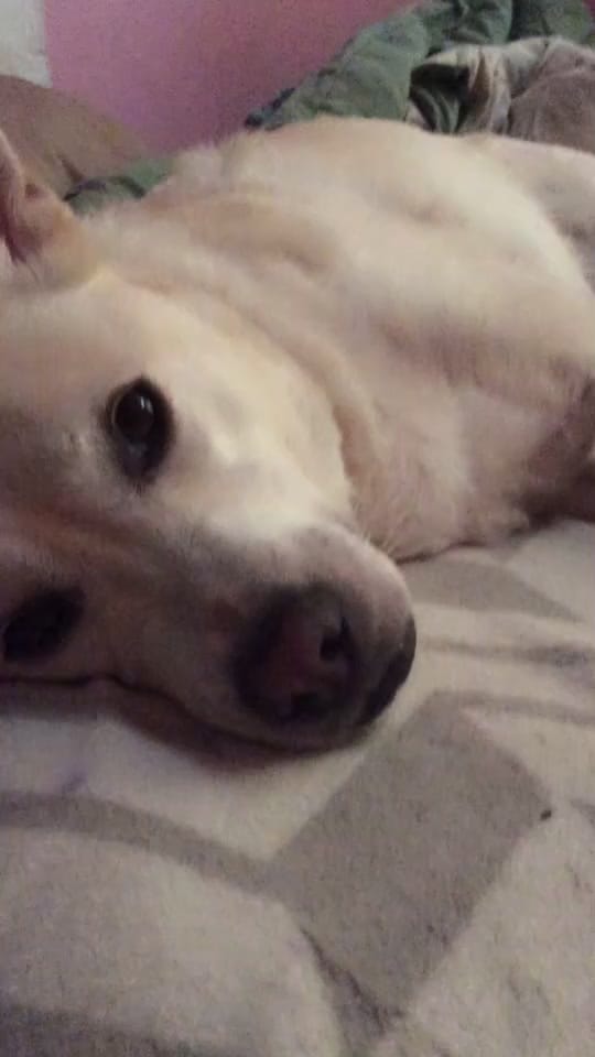 Post 4 by 🖤🐾Lil Mutt🐾🖤 on TikTok (video)