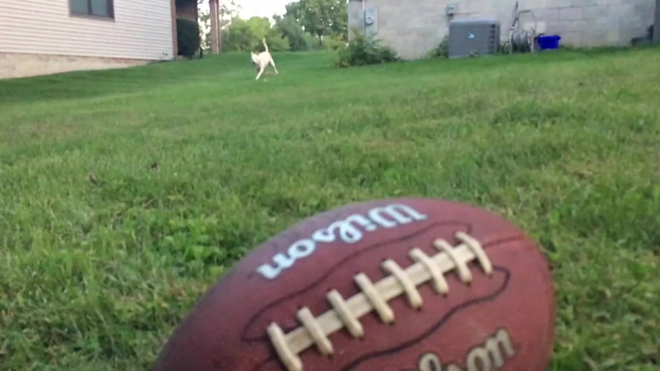 Post 1 by 🖤🐾Lil Mutt🐾🖤 on TikTok (video)
