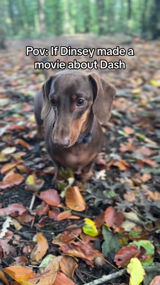 Post 8 by Dash the Dachshund on TikTok (video)