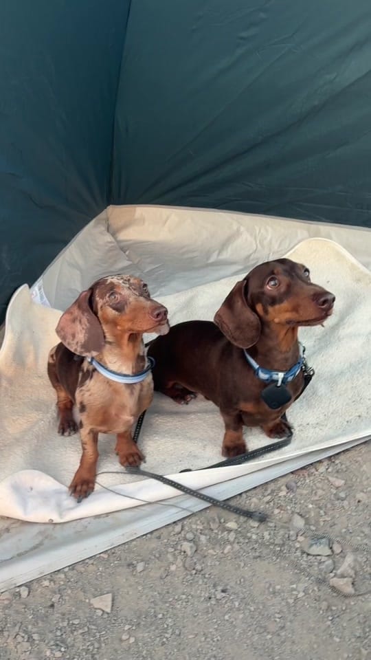 Post 5 by Dash the Dachshund on TikTok (video)