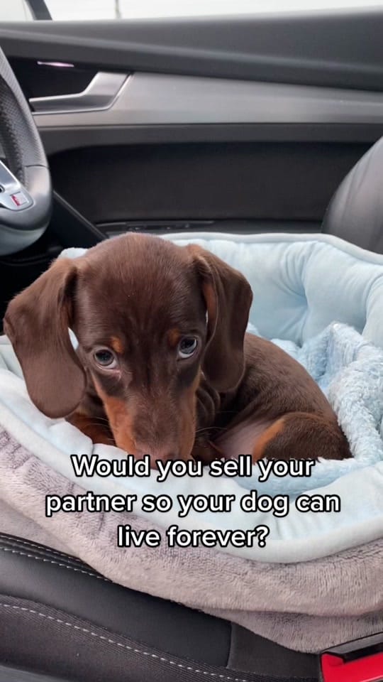 Post 9 by Dash the Dachshund on TikTok (video)