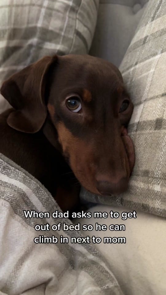 Post 10 by Dash the Dachshund on TikTok (video)