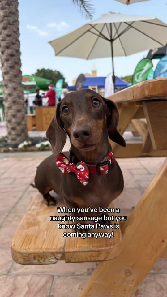 Post 1 by Dash the Dachshund on TikTok (video)
