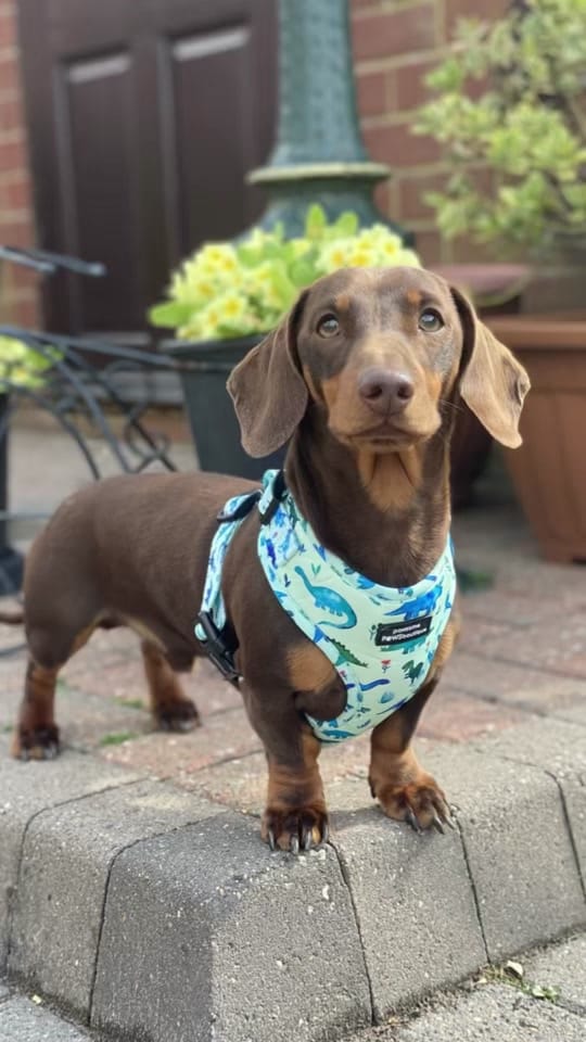 Post 2 by Dash the Dachshund on TikTok (video)
