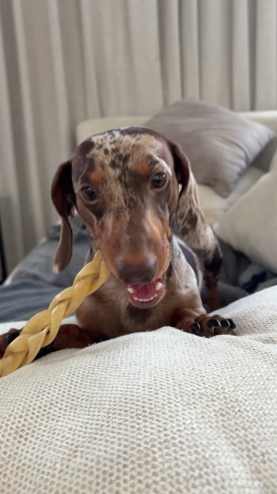 Post 7 by Dash the Dachshund on TikTok (video)