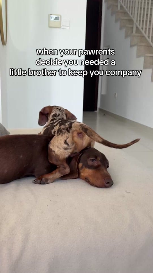 Post 6 by Dash the Dachshund on TikTok (video)