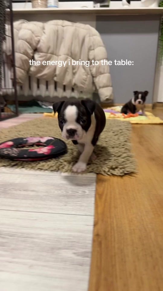 Post 7 by Bostoniara 🕶 on TikTok (video)
