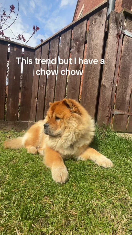 Post 1 by Chelsea Ferguson on TikTok (video)