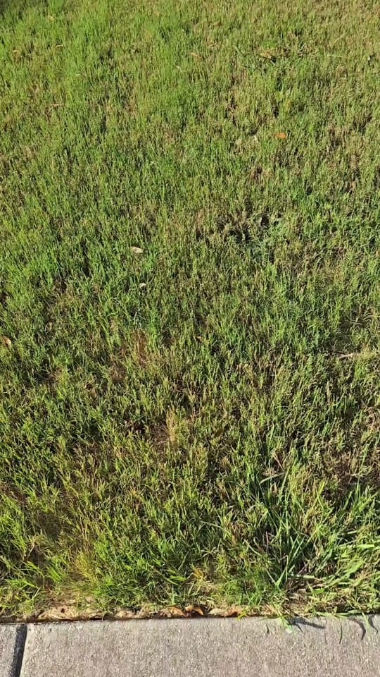 Post 7 by Kou on TikTok (video)