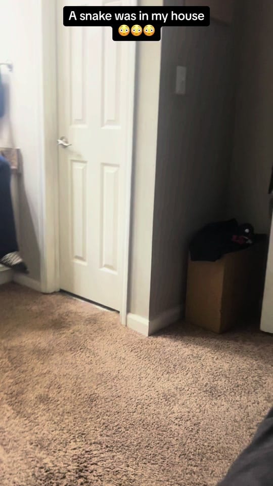 Post 8 by Itschels on TikTok (video)