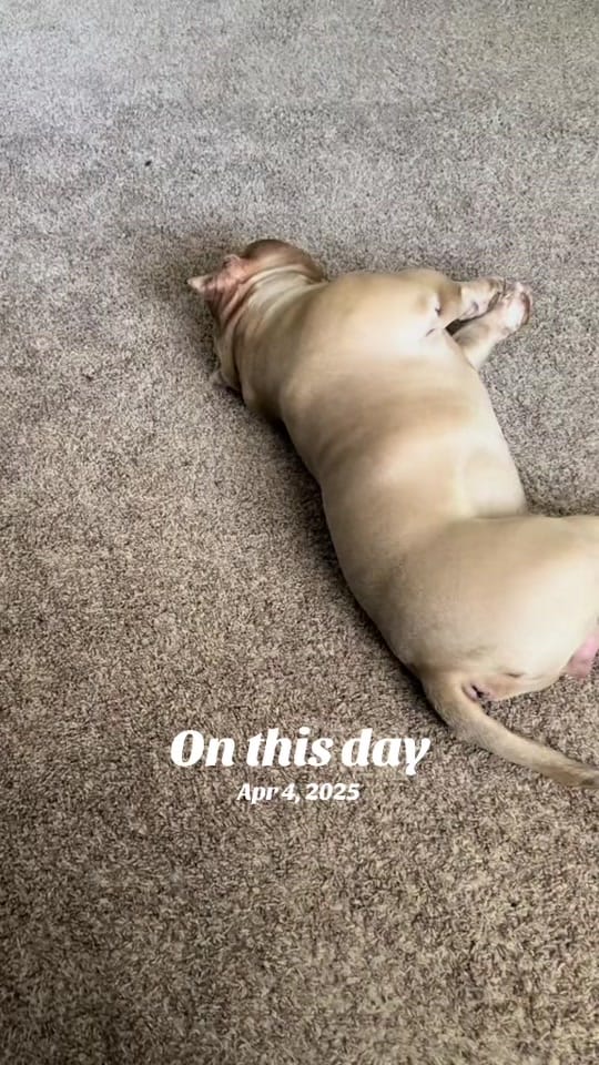 Post 7 by Itschels on TikTok (video)