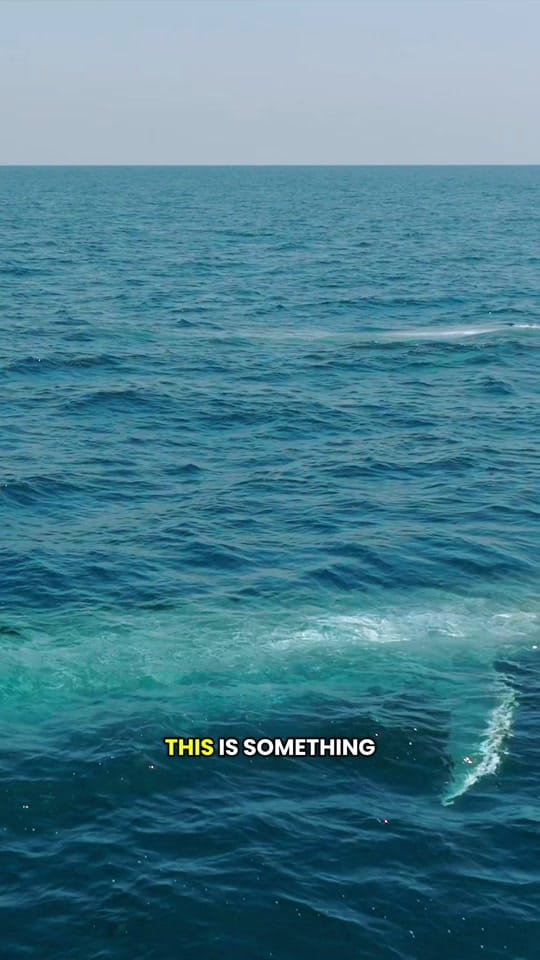 Post 4 by Domenic Biagini on TikTok (video)