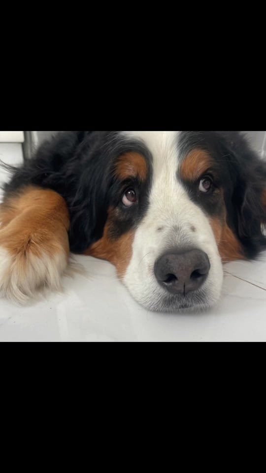 Post 5 by LeAnn Hook on TikTok (video)