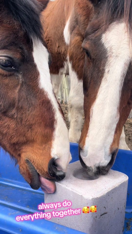 Post 7 by LeAnn Hook on TikTok (video)