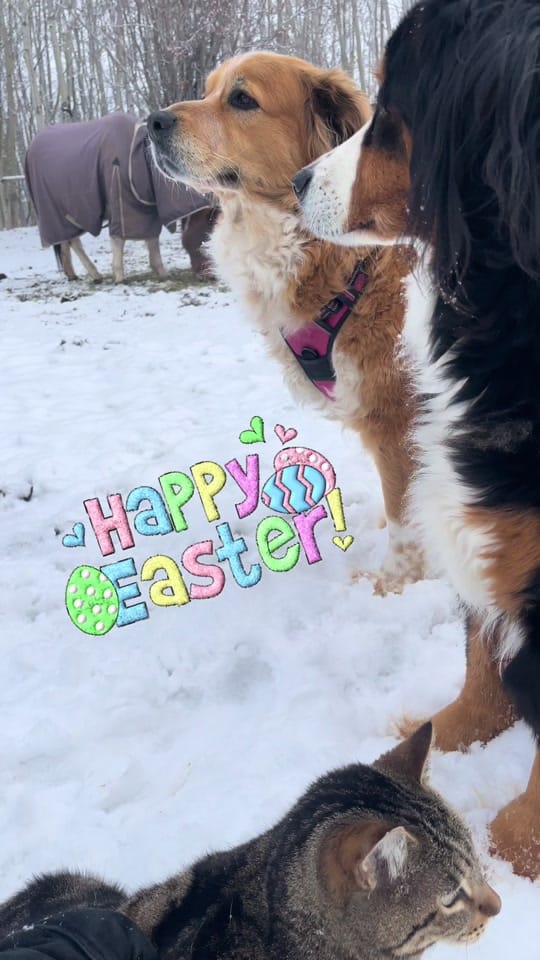 Post 10 by LeAnn Hook on TikTok (video)