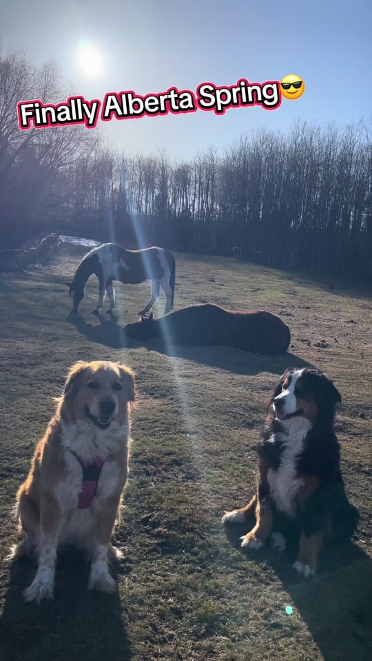 Post 1 by LeAnn Hook on TikTok (video)