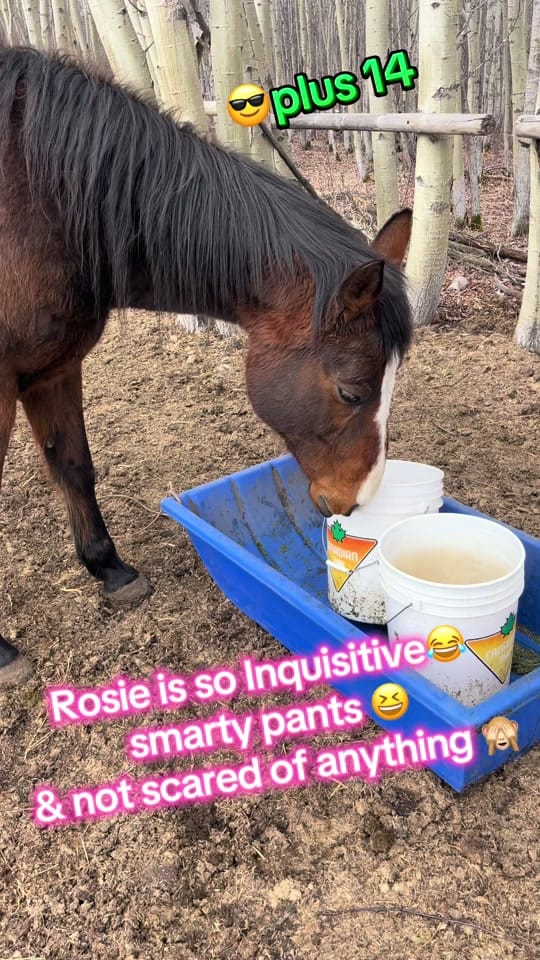 Post 4 by LeAnn Hook on TikTok (video)