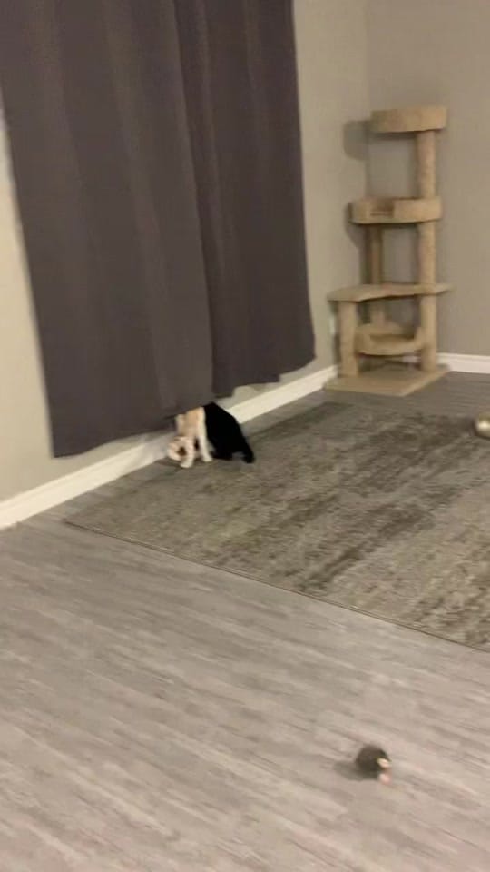 Post 10 by Fin | Fitness Coach on TikTok (video)