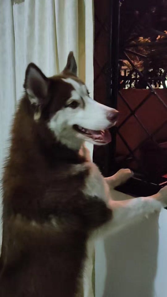 Post 8 by Chelsea Maria Omelet on TikTok (video)