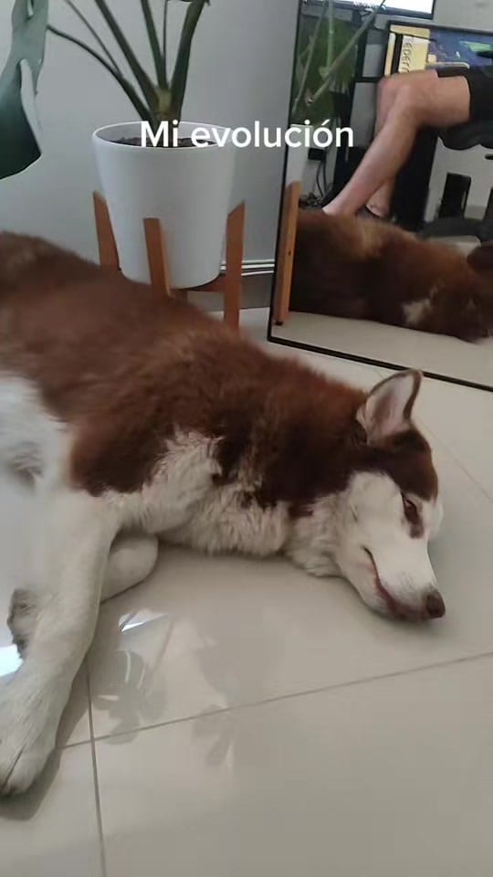 Post 7 by Chelsea Maria Omelet on TikTok (video)