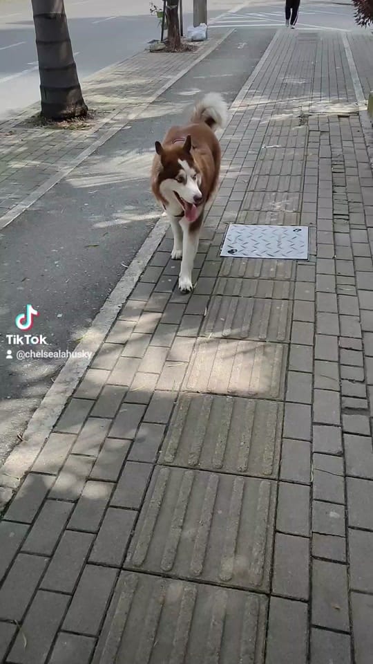 Post 3 by Chelsea Maria Omelet on TikTok (video)