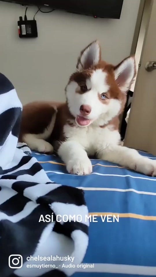 Post 9 by Chelsea Maria Omelet on TikTok (video)