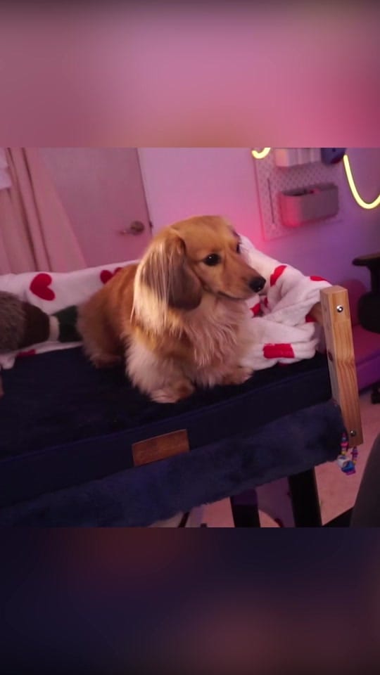 Post 6 by poopernoodle on TikTok (video)