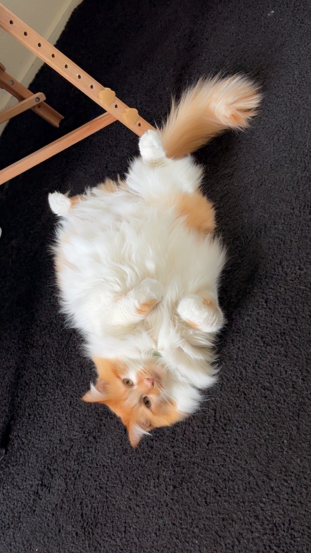 Post 2 by Andrea Stewart on TikTok (video)