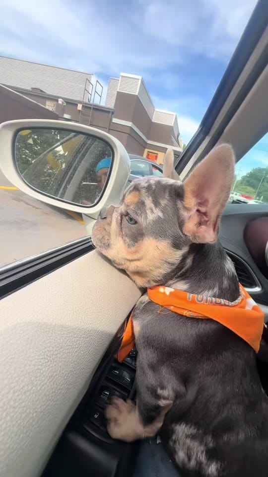 Post 3 by Chelsea Maslanka on TikTok (video)
