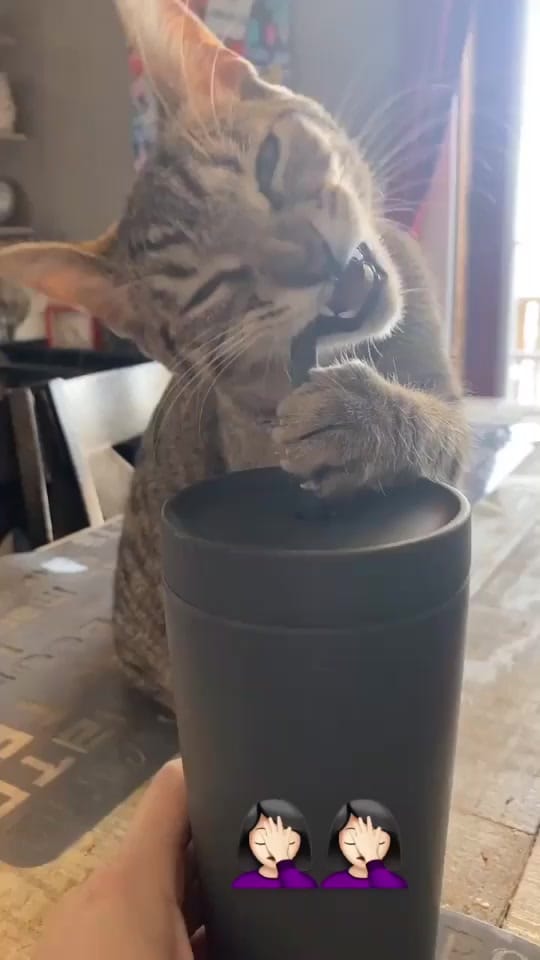 Post 4 by Carly Gamberg on TikTok (video)