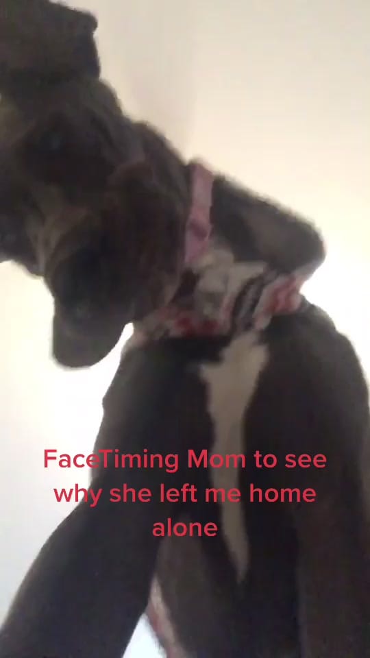 Post 6 by Carly Gamberg on TikTok (video)